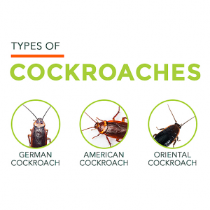 How to Get Rid of Roaches Without an Exterminator - Rules to Follow in 2022